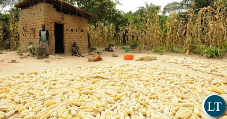 Government stikes deal with Grain Traders  to keep the Price of  Maize price constant until the next harvest