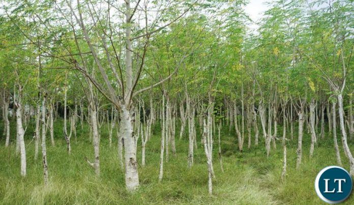 Moringa Tree