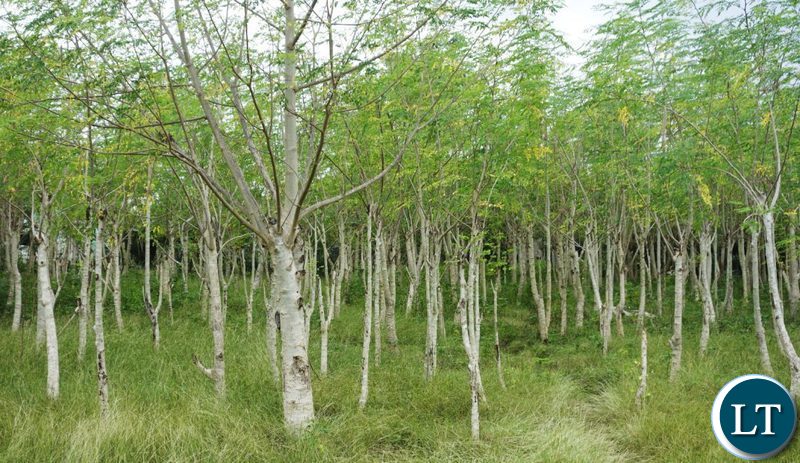 Moringa Tree