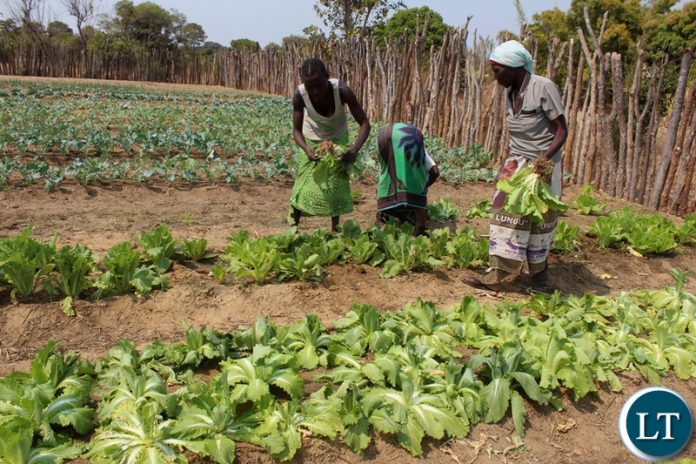Women of Liseli Community Group harvesting their vegetables for sale under the Pilot Project for Climate and Resilience (PPCR) (2)