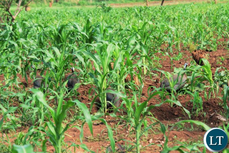 Foreigners warned against buying maize fields before harvest