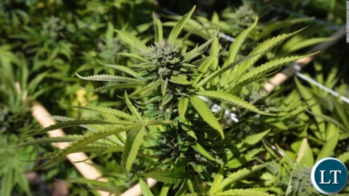 Marijuana plant