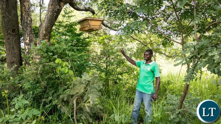 ZIFLP gives community forest group K800, 000 for bee-keeping