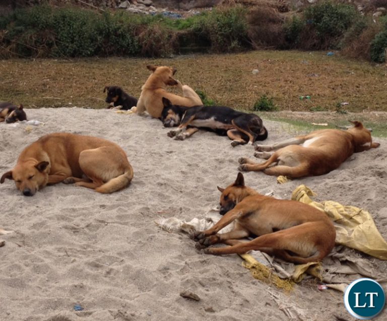 Veterinary Association of Zambia Calls for Stricter Measures to Combat Dog Meat Trade