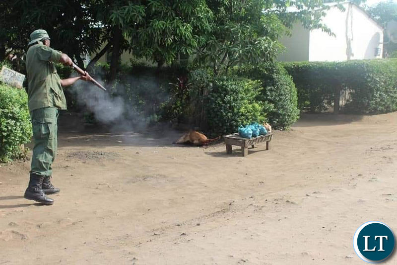 Livingstone City Council officers on a dog killing spree