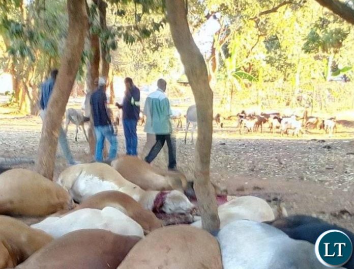 Some of the slaughtered animals lying in a pool of blood in Choma after the department of Livestock slaughtered them on Saturday Some of the slaughtered animals lying in a pool of blood in Choma after the department of Livestock slaughtered them on Saturday