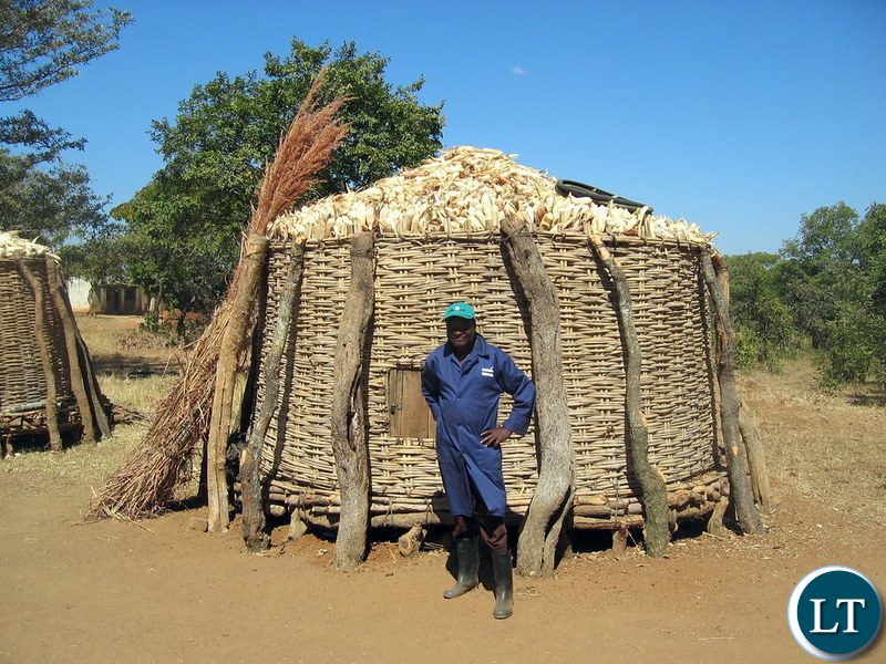 Zambian Peasant Farmer standing in Front of his Maize harvest