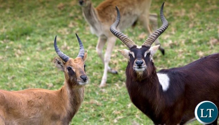 Zambia Police summon Phoenix Journalist for writing stories on disappearance of Black Lechwe
