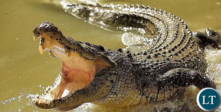 50 year old Lumezi man survives crocodile attack