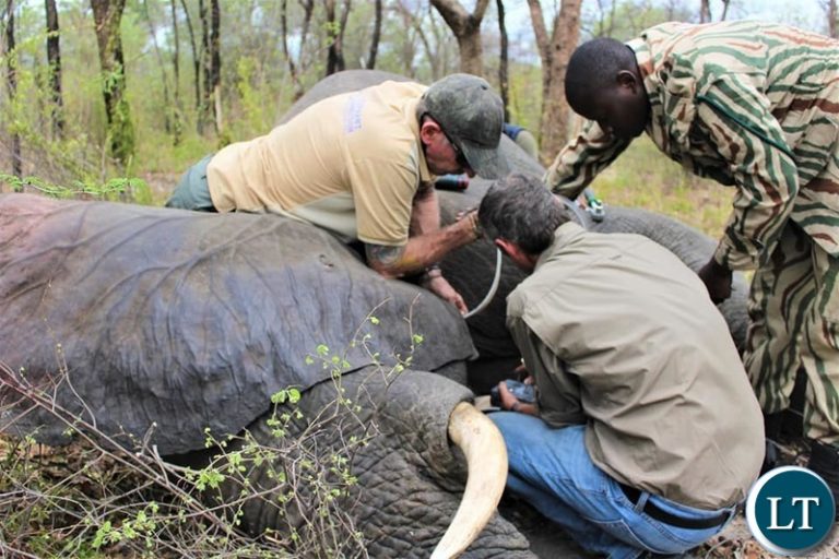 Seven Elephants Collared to Track their Movement and Reduce Human-Elephant Conflicts