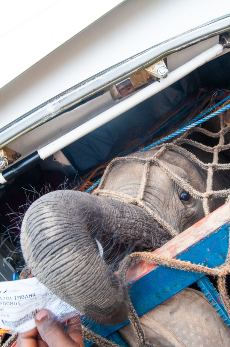 Orphaned elephant calf airlifted to safety