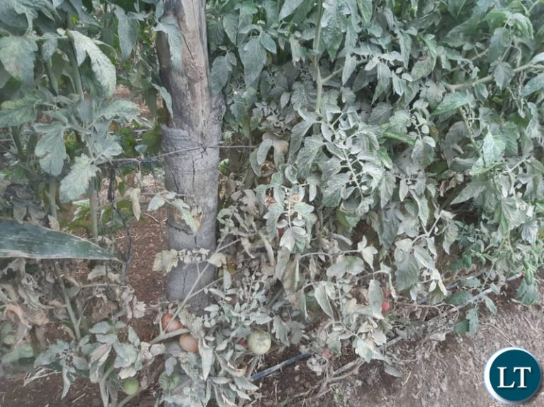 Makeni farmers cry for help as they are  inundated with Pollution from AFCON company set up their midst