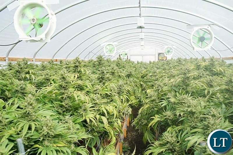 A Canabis Cultivation indoor Farm