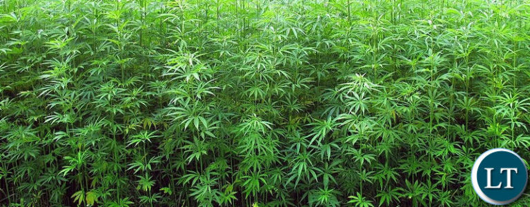 Zambia legalises Marijuana growth  for exports and for medical purposes only