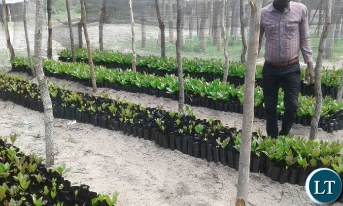 Zambian farmers are set to be producing like Tanzanian cashew farmers with Cashew Infrastructure Develoment Projects. Zambian farmers are set to be producing like Tanzanian cashew farmers with Cashew Infrastructure Develoment Projects.
