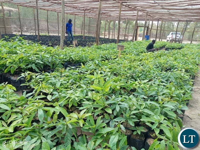 Part of the grafting of more than 20, 000 Avocado trees at a nursery in Zozwe area