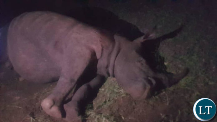 One of the slain Rhinos