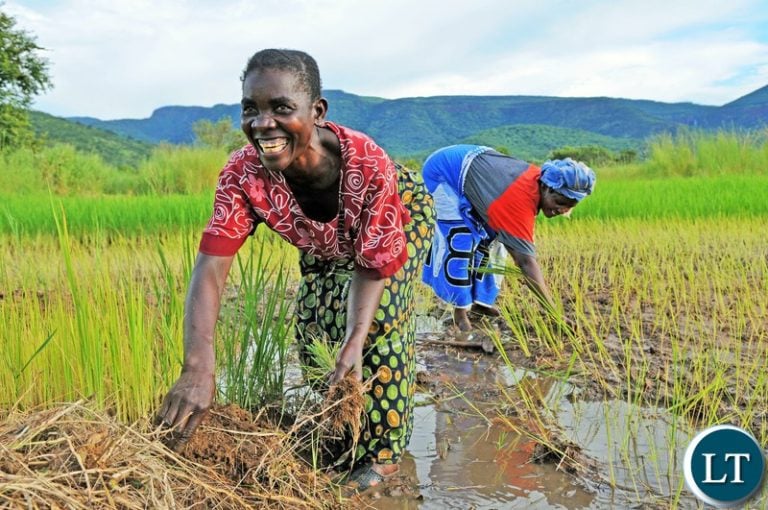 Ex-Kawambwa School Students Plan A Farming Project