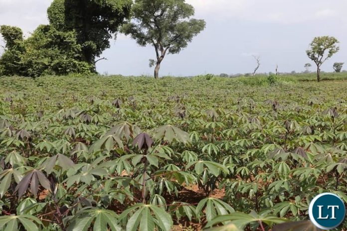 Cassava Farms for the bioenergy refinery plant