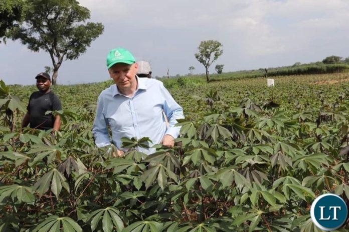 Cassava Farms for the bioenergy refinery plant