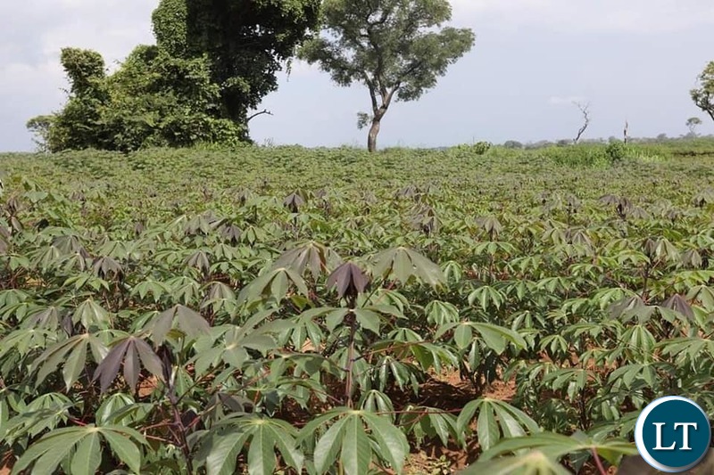 Cassava Farms for the bioenergy refinery plant