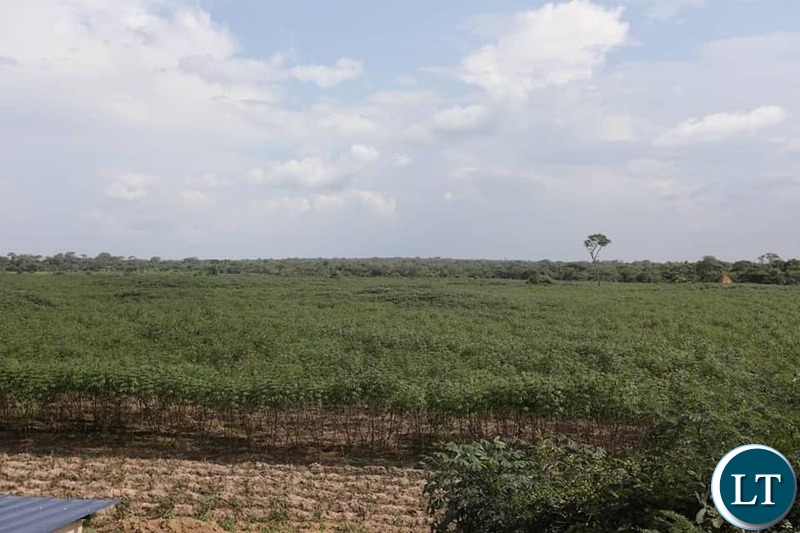 Cassava Farms for the bioenergy refinery plant