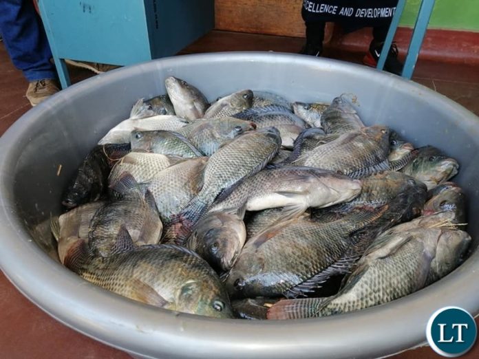 Fish harvesting ceremony at Lusaka Girls and Kabulonga Boys Secondary School in Lusaka