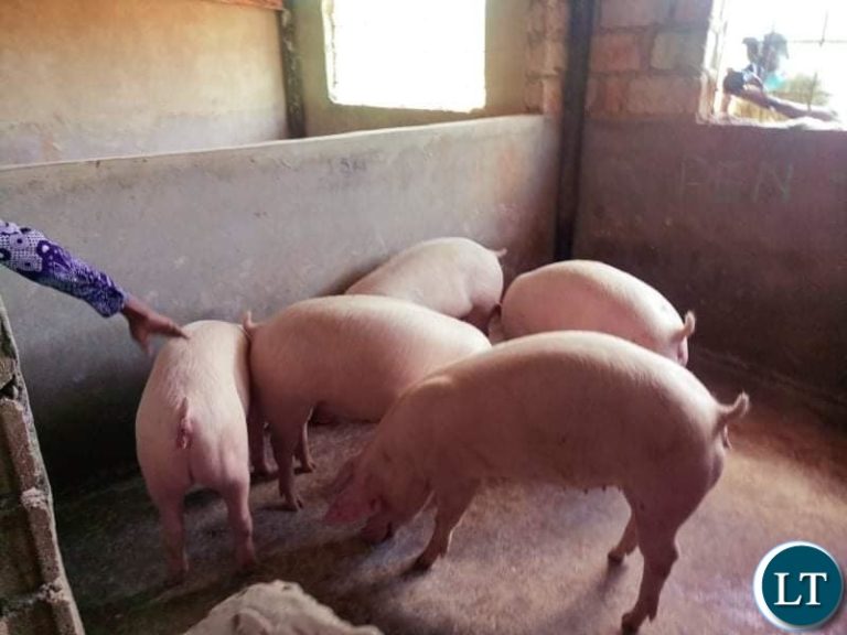 African swine fever breaks out in Chongwe’s Chaminuka area