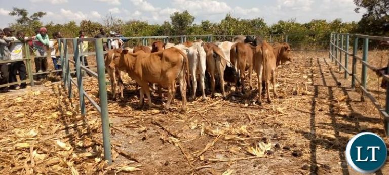215 People Infected With Anthrax In Sinazongwe