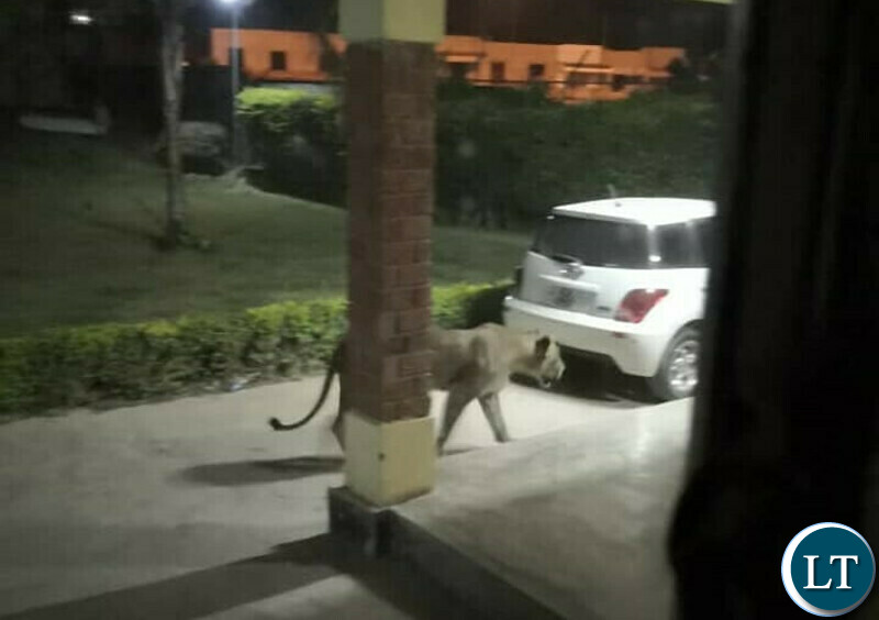 The Stray Lioness that had escaped from Munda Wanga Sanctuary and Botanical Gardens