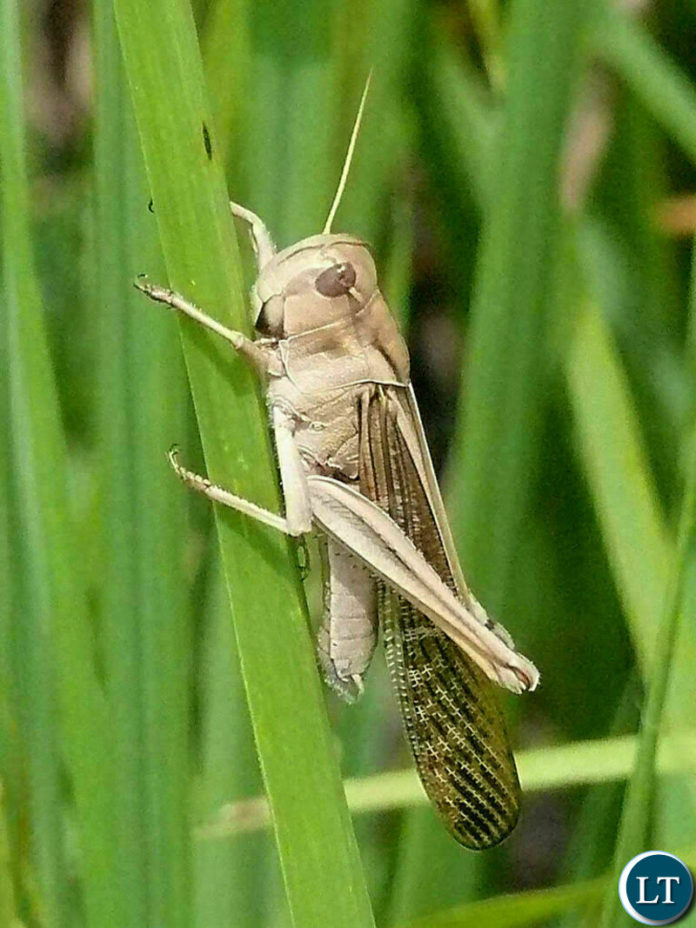 African Migratory Locust