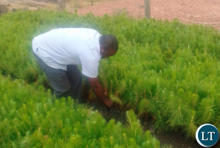 Engage Qualified Forestry Professionals In Nursery And Tree Plantation Establishments For Pine And Eucalyptus