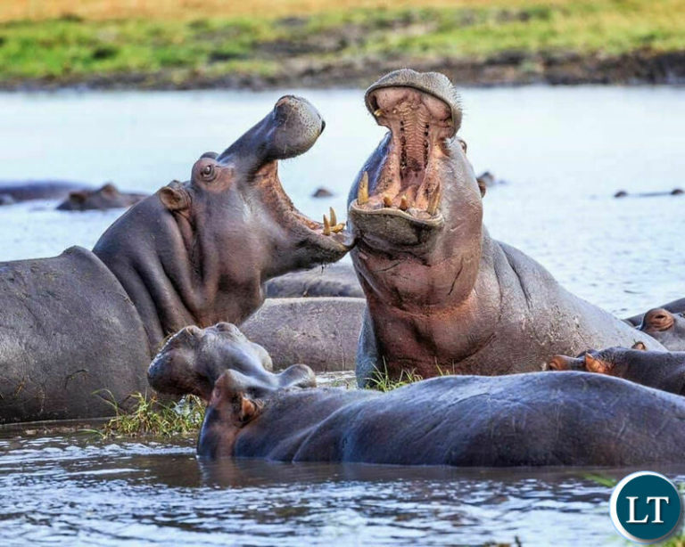 Government signs MOU with African Parks