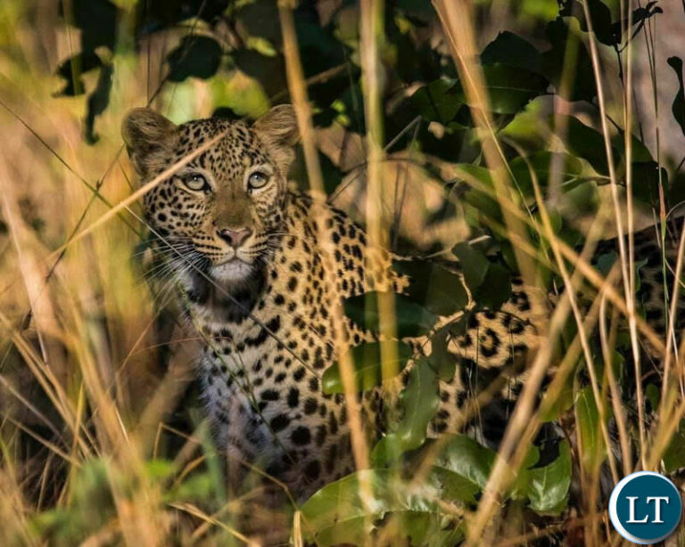 Zambia’s  MoU with African Parks to bring Development in Kafue National Park
