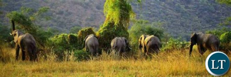 Nsumbu National park to be restocked