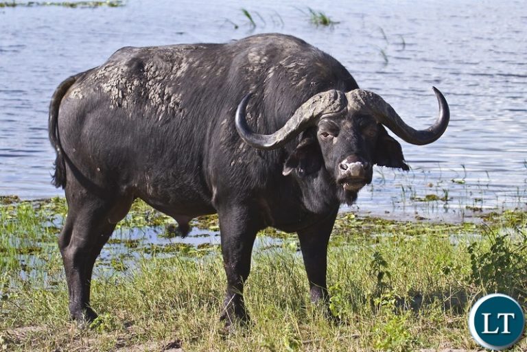 Man killed by buffalo in Kalumbila