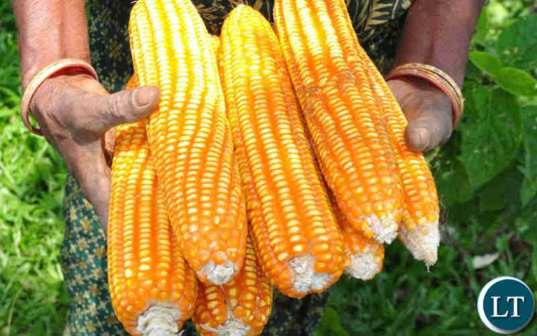 Zambia Showcases Investment Opportunities in Maize, Soybean, Aquaculture, and Honey at the Global Hand in Hand Investment Forum in Rome