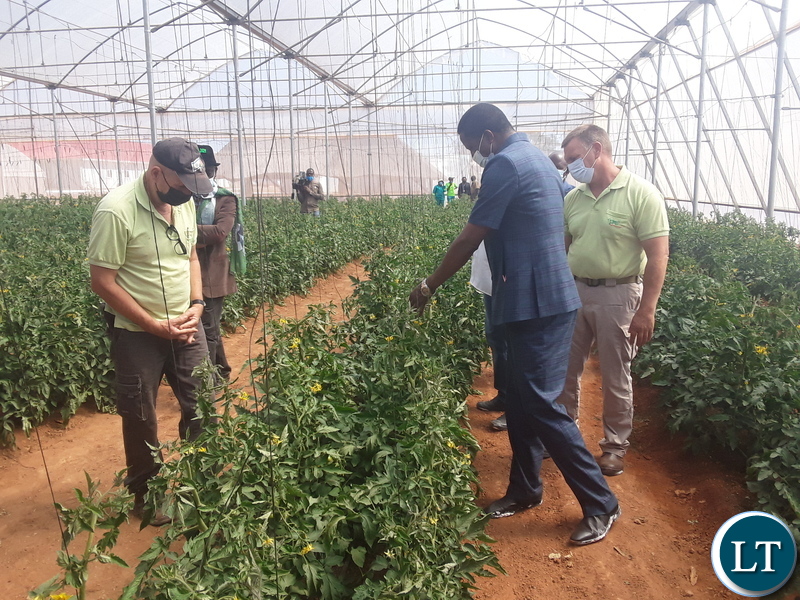 President Edgar Lungu admires tomato plants during the tour of Green 2000Agricultural Equipment and know how limited in Kawambwa District during his visit to the area. Picture by SUNDAY BWALYA/ ZANIS
