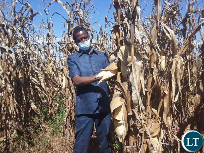President Edgar Lungu checks on the quality of maize during the tour of Green 2000 Agricultural Equipment and know-how limited in Kawambwa District.Picture by SUNDAY BWALYA/ ZANIS President Edgar Lungu checks on the quality of maize during the tour of Green 2000 Agricultural Equipment and know-how limited in Kawambwa District.Picture by SUNDAY BWALYA/ ZANIS