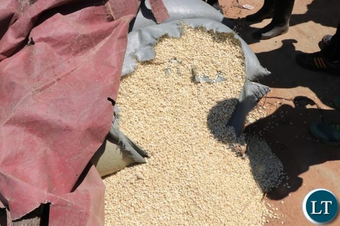 Maize Going to Waste