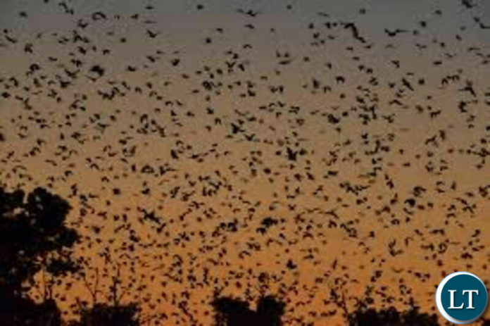 Bats Migration in the Kasanka National Park