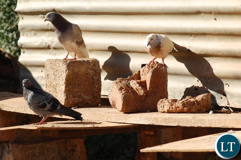 Nkhunda are domestic pigeons whose meat is a rare delicacy among the Tumbuka. This is one of the many reasons the man’s statement was heart warming and very funny Nkhunda TWO Edited May 3 2022