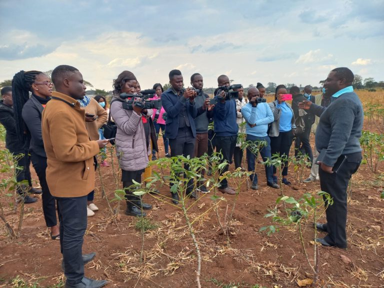 Sensitise the public on Cassava Brown Streak Disease –Media urged