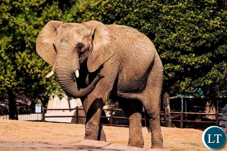 Elephant Herd Crosses Into Zambia, Prompting Caution From Wildlife Officials