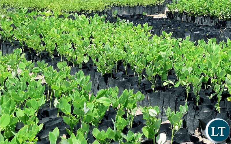 Gliricidia Sepium trees