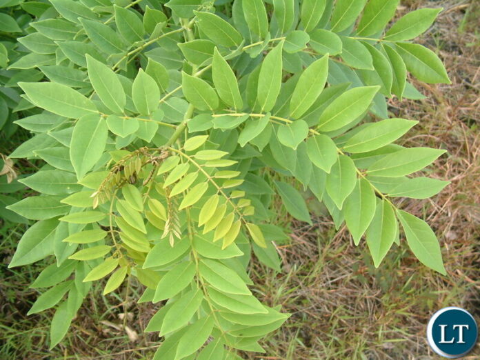 Gliricidia Sepium trees