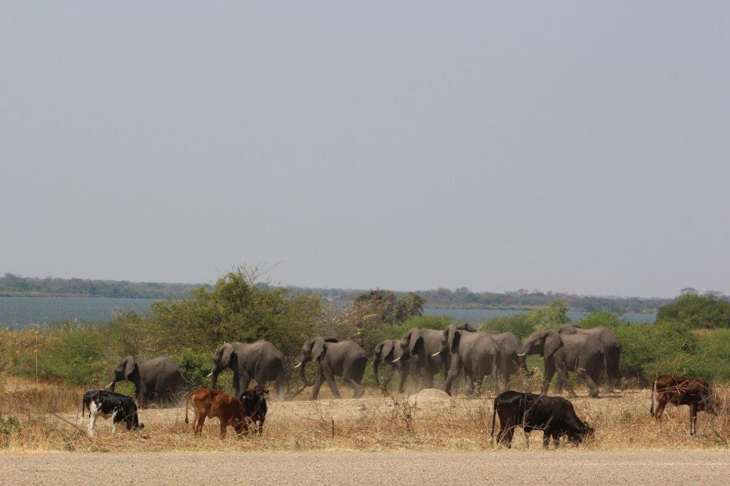 The restocked elephants in the Sioma Ngwezi National Park