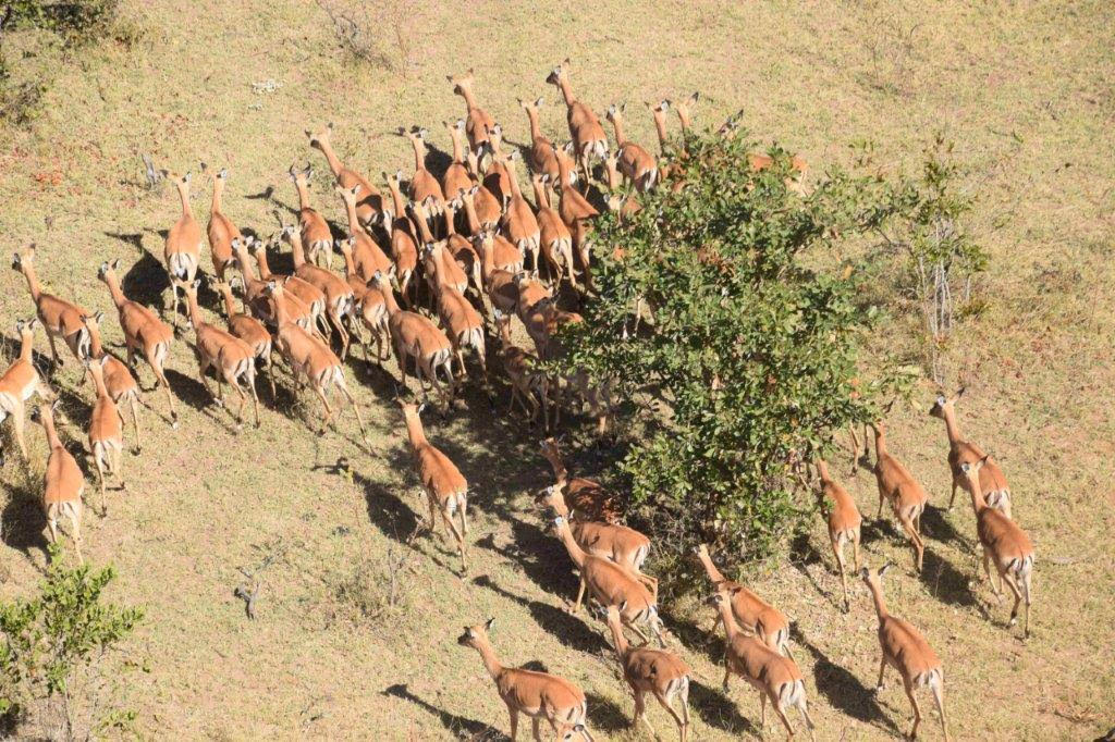 The restocked impalas in the Sioma Ngwezi National Park.