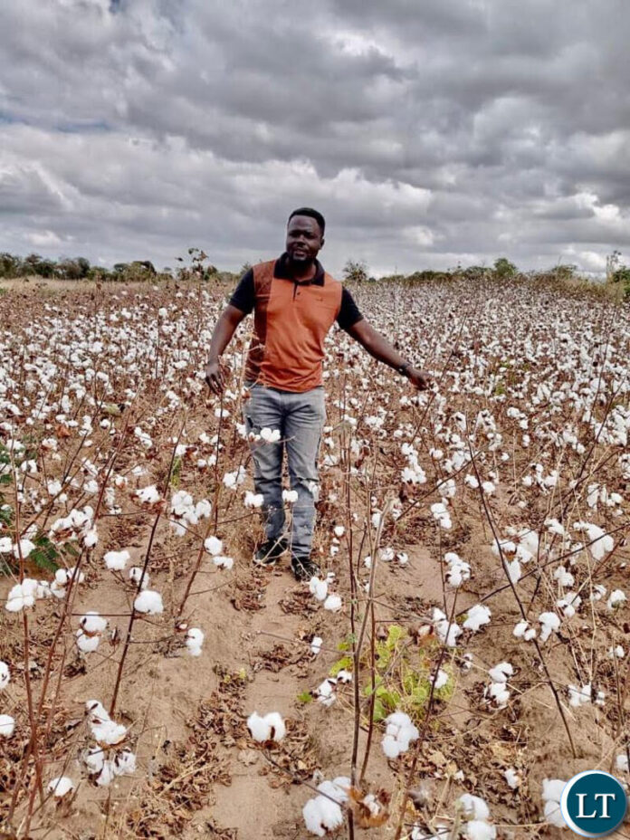 Cotton Development Trust breeder Martin Simasiku