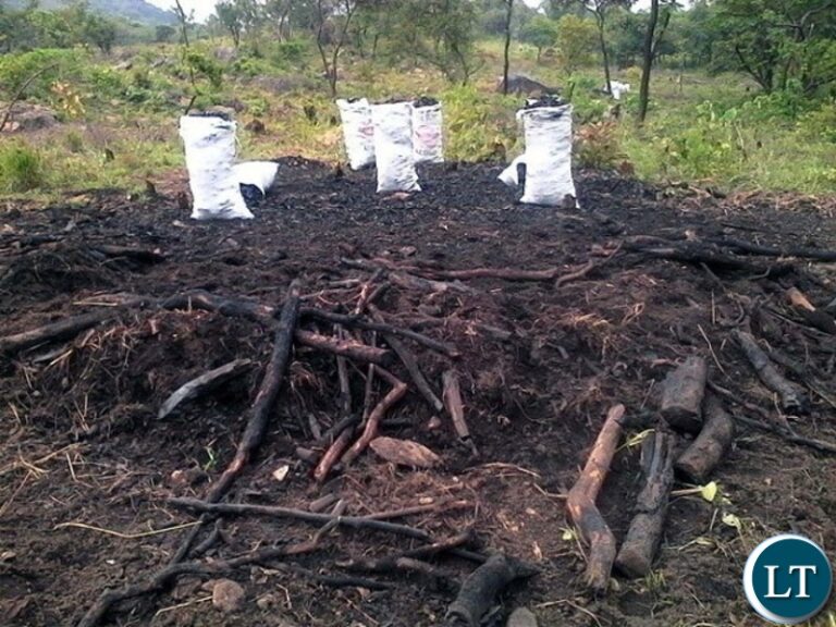 Combined of team of security officers pounce on illegal charcoal burners
